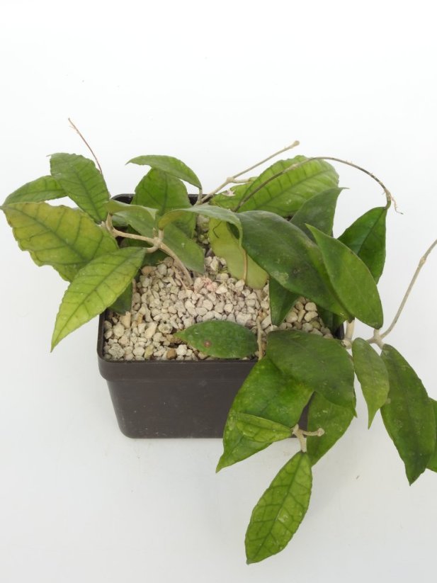 Hoya Nong Nooch IML 1541
