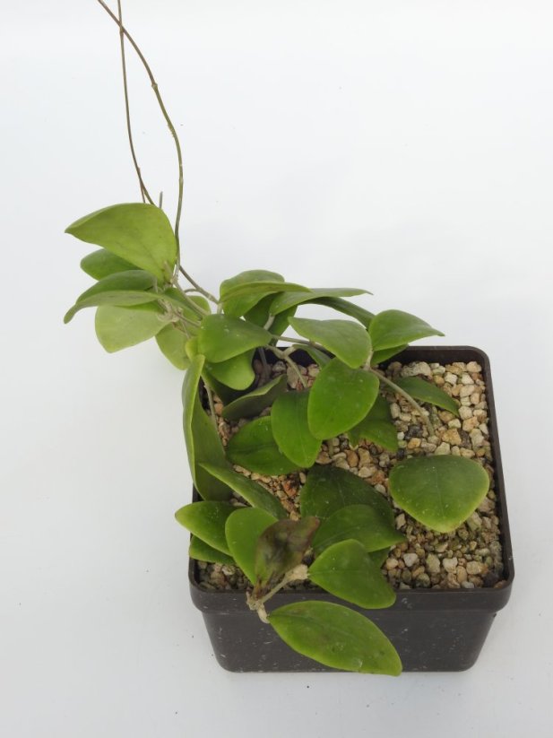 Hoya Rintzii Blüte Weis Rot