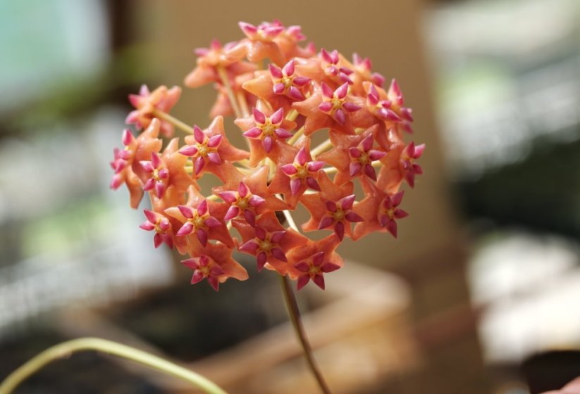 Hoya Bordenii Cf