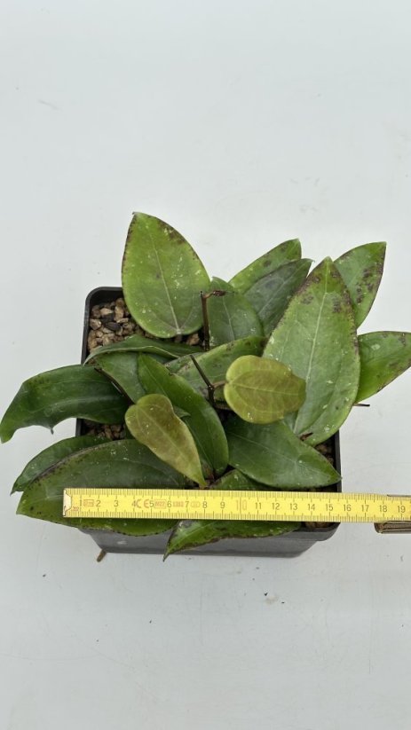 Hoya sulawesi 8867