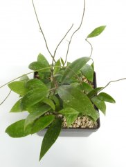 Hoya Epc 301 Black Leaf