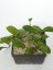 Hoya Shadow