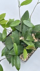 Hoya carnosa red