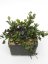 Hoya Lacunosa Black Queen