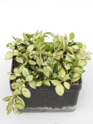 Hoya Heuschkeliana Variegata