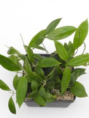 Hoya erythrostemma