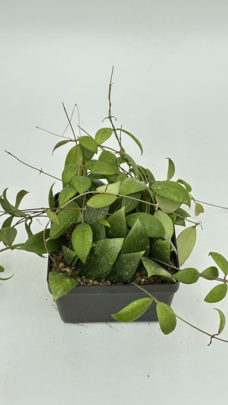 Hoya UT 049