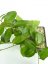 Hoya elliptica Philippines