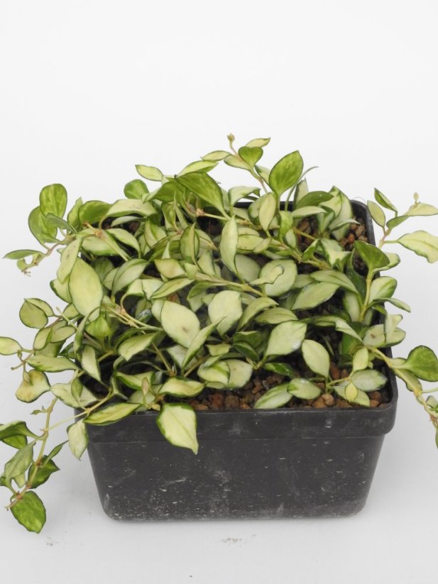 Hoya Heuschkeliana Variegata