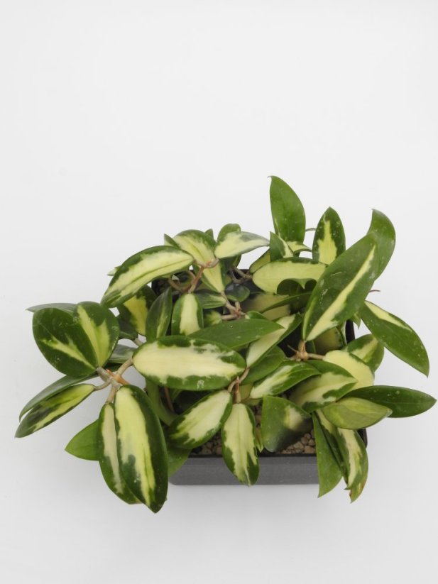 Hoya parasitica variegata
