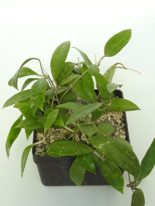 Hoya Verticillata var. Hendersonii