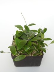 Hoya Wightii