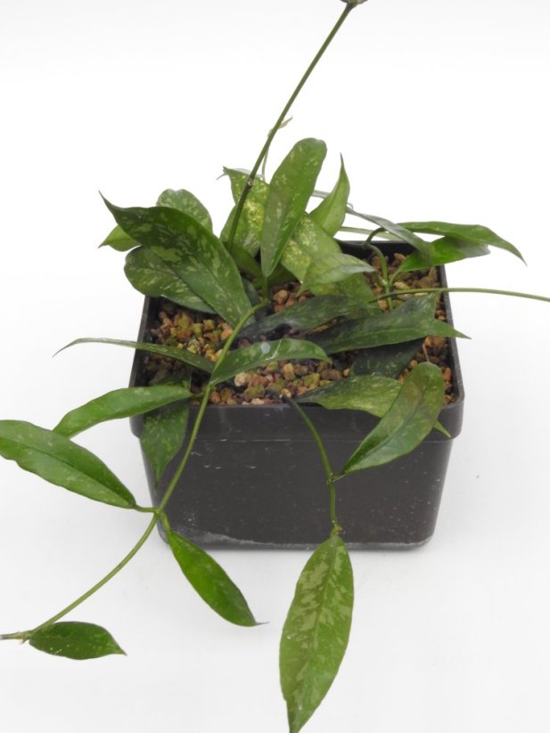 Hoya Griffithii