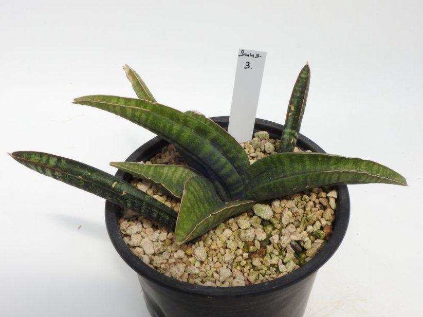 Sansevieria fischeri  No.3
