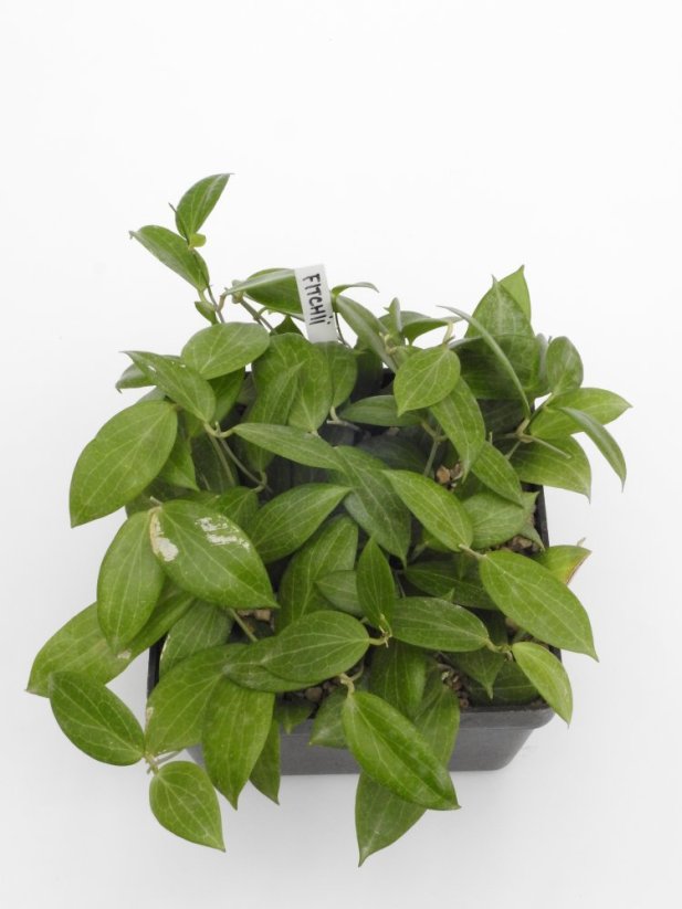 Hoya fitchii