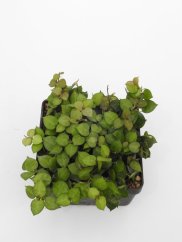 Hoya lacunosa heart leaves