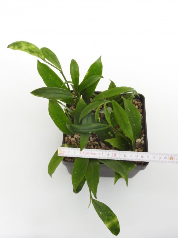 Hoya lobbii cv. orange