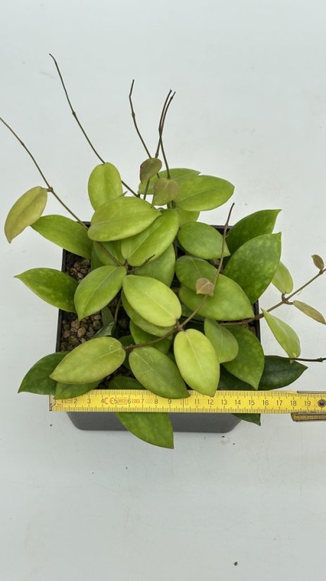 Hoya anda cv. violet purple