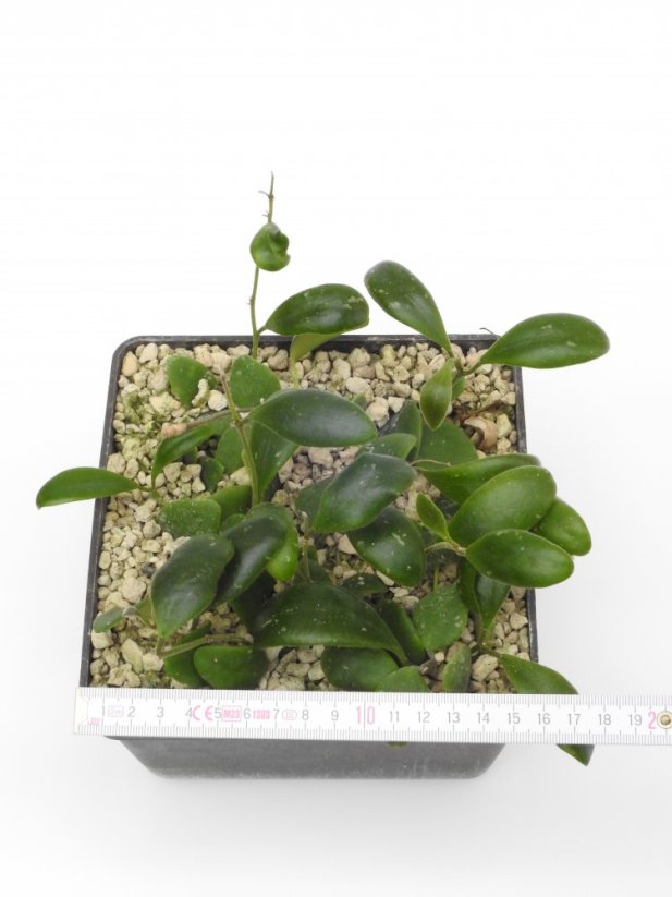 Hoya breviata