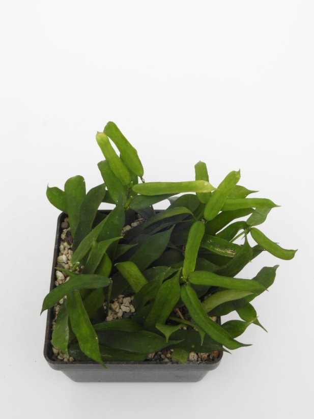 Hoya pandurata
