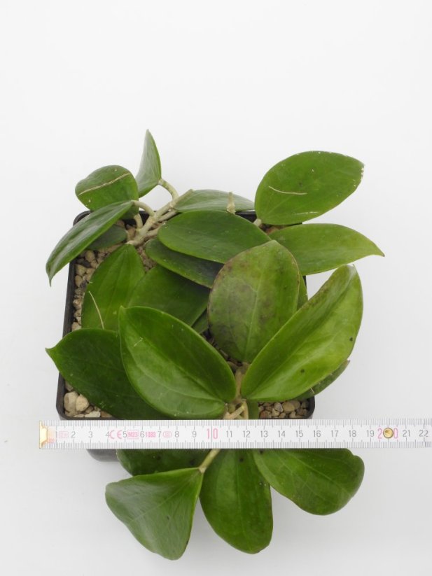 Hoya parasitica
