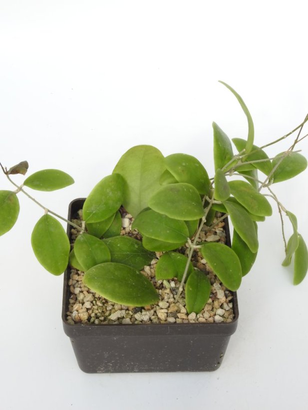 Hoya Rintzii Blüte Weis Rot