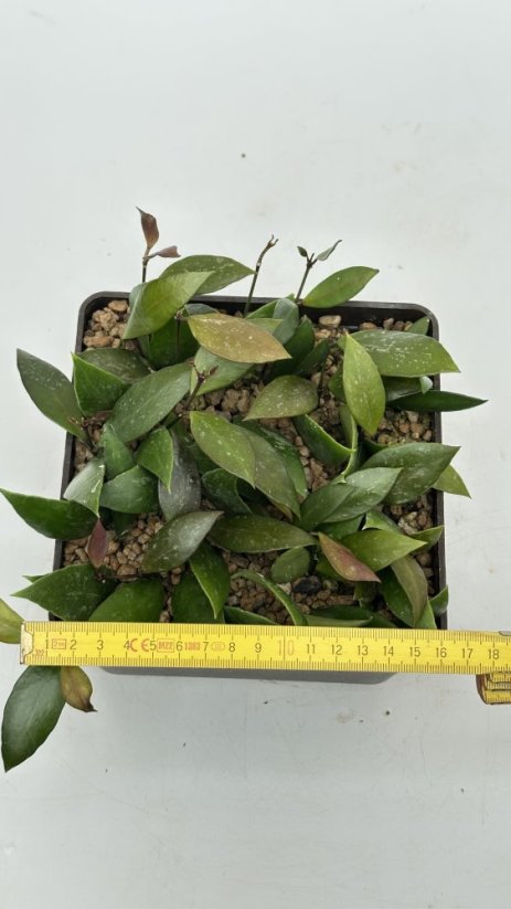 Hoya inconspicua