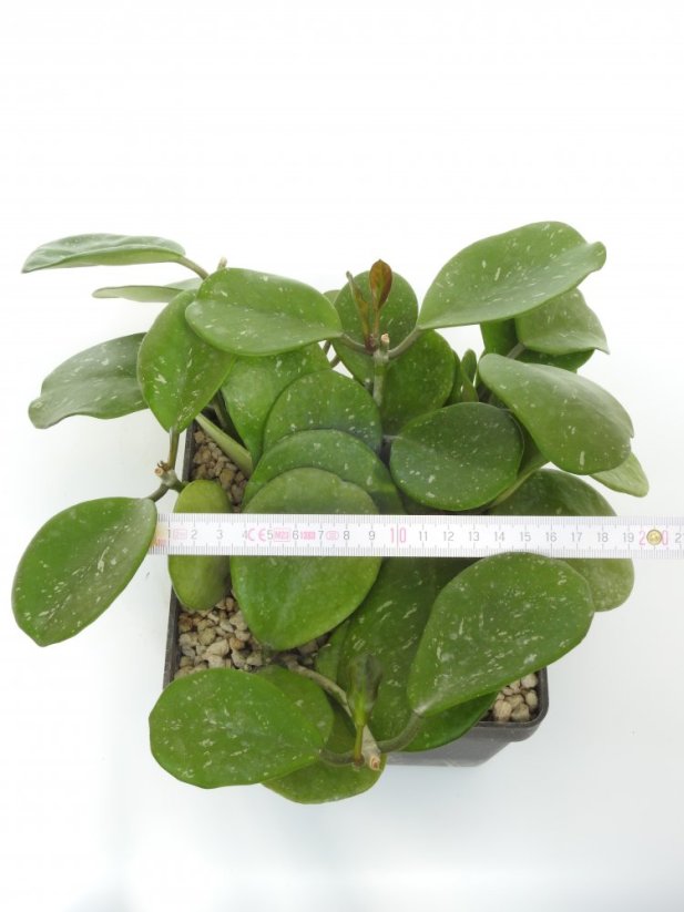 Hoya obovata
