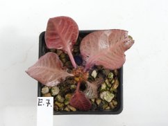 Euphorbia francoisii hybrid  No.7