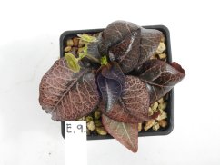 Euphorbia francoisii hybrid  No.9