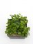Hoya endauensis