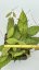Hoya sp. poring