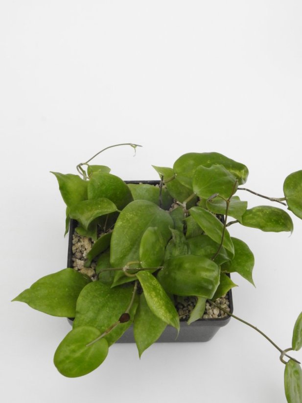 Hoya pentaphlebia