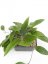 Hoya Rigida Splash