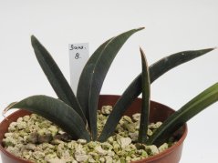 Sansevieria rhodesiana CG126.3 No.8