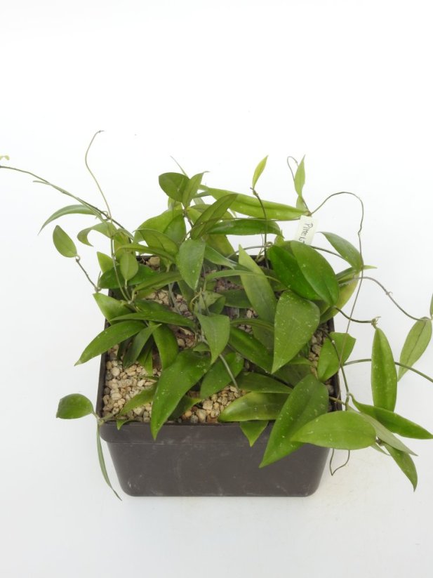 Hoya Pimenteliana