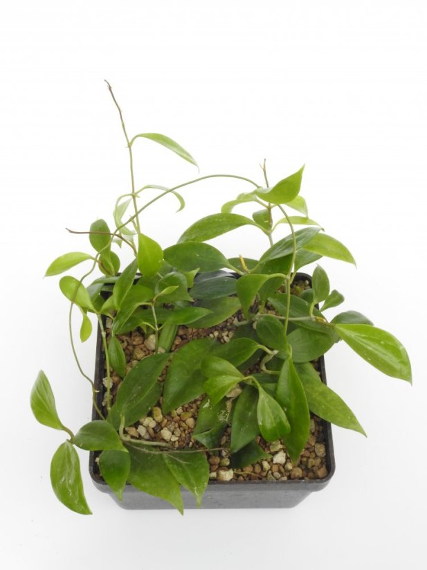 Hoya limoniaca