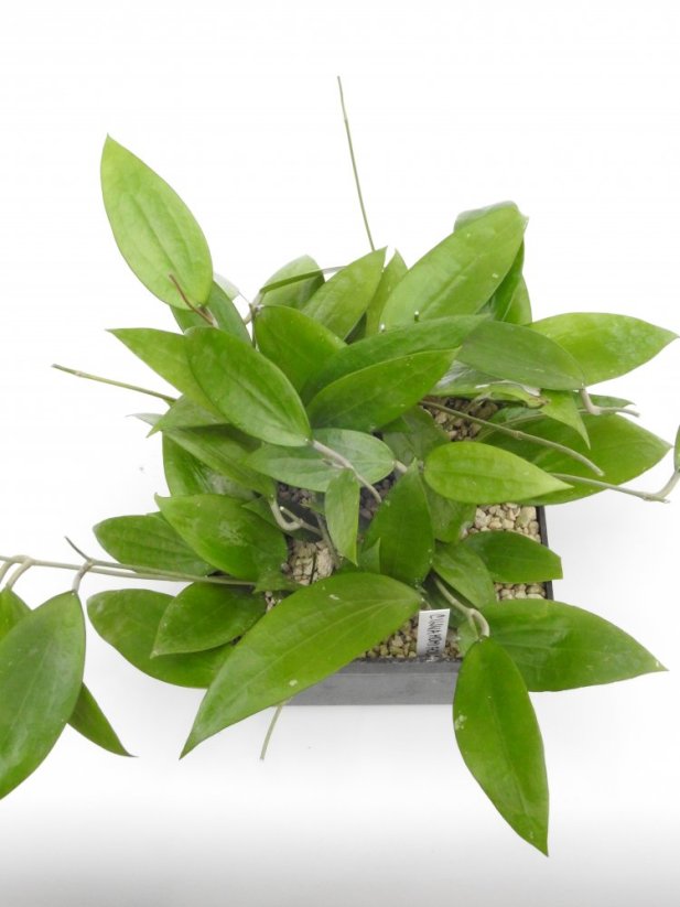 Hoya cinnamomifolia