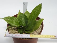 Sansevieria trifasciata nana  No.1
