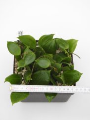 Hoya dolichosparte pink flower gelbich creme