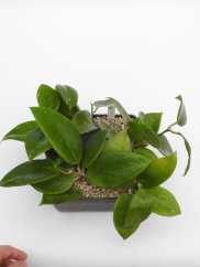 Hoya chiang mai