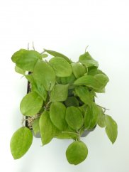 Hoya balaensis