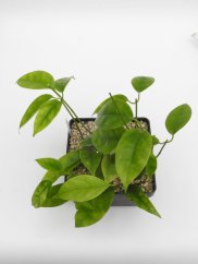 Hoya halconensis