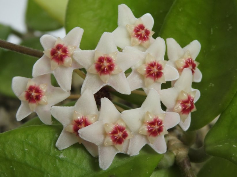 Hoya carnosa round leaf