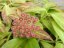 Hoya Rosarioae