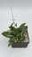 Hoya sp. Davao Phil