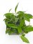 Hoya erythrostemma