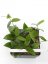 Hoya dasyantha