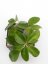 Hoya parasitica