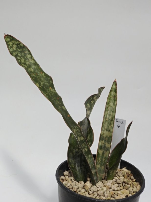 Sansevieria kirkii var. pulchra   No.4